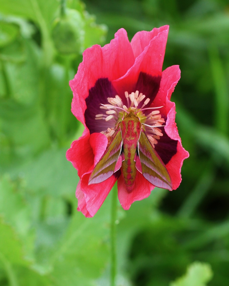 Photograph of an elephant hawk moth on a pink flower, with a blurred grassy background. By Emilie Ellis.