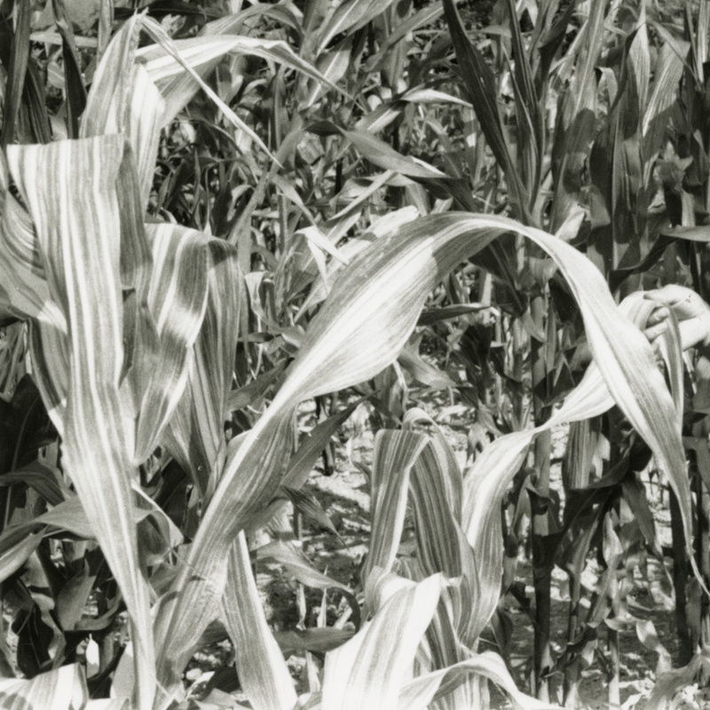 Corn in a field
