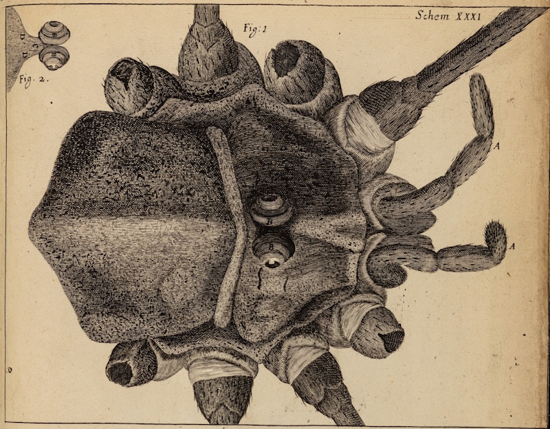 Robert Hooke’s drawing of the ‘Shepherd Spider’, from 'Micrographia' (1665)