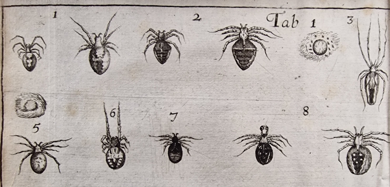 Plate from Martin Lister’s 'Historiae animalium Angliae' (1678)