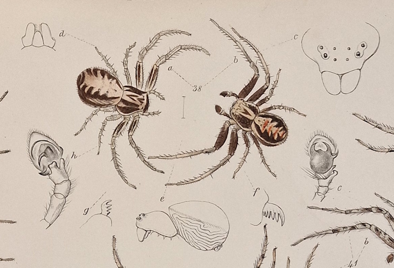 The Common Crab Spider, from John Blackwall’s 'History of the spiders of Great Britain and Ireland' (1861-64)