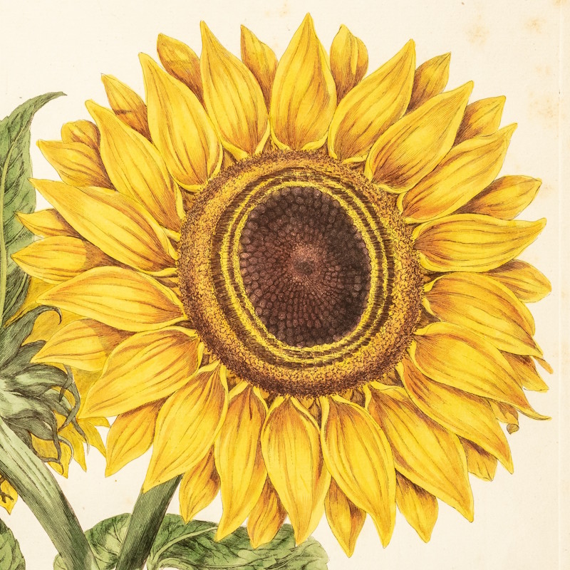 Helianthus by Johann Sebastian Müller, 1777 (detail)