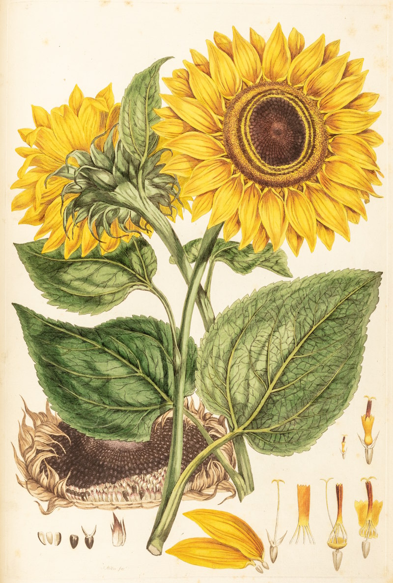Helianthus by Johann Sebastian Müller, 1777