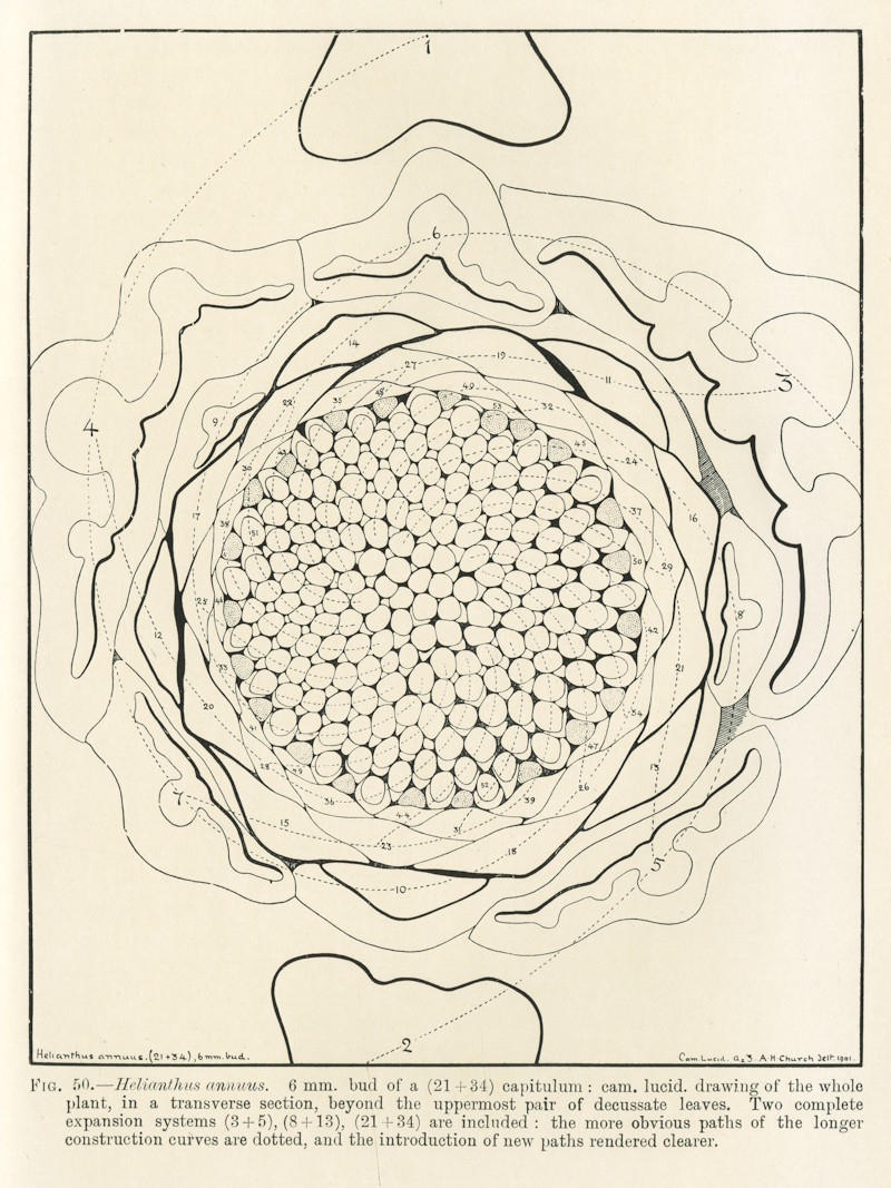 Transverse section of Helianthus annuus by Arthur Harry Church, 1904