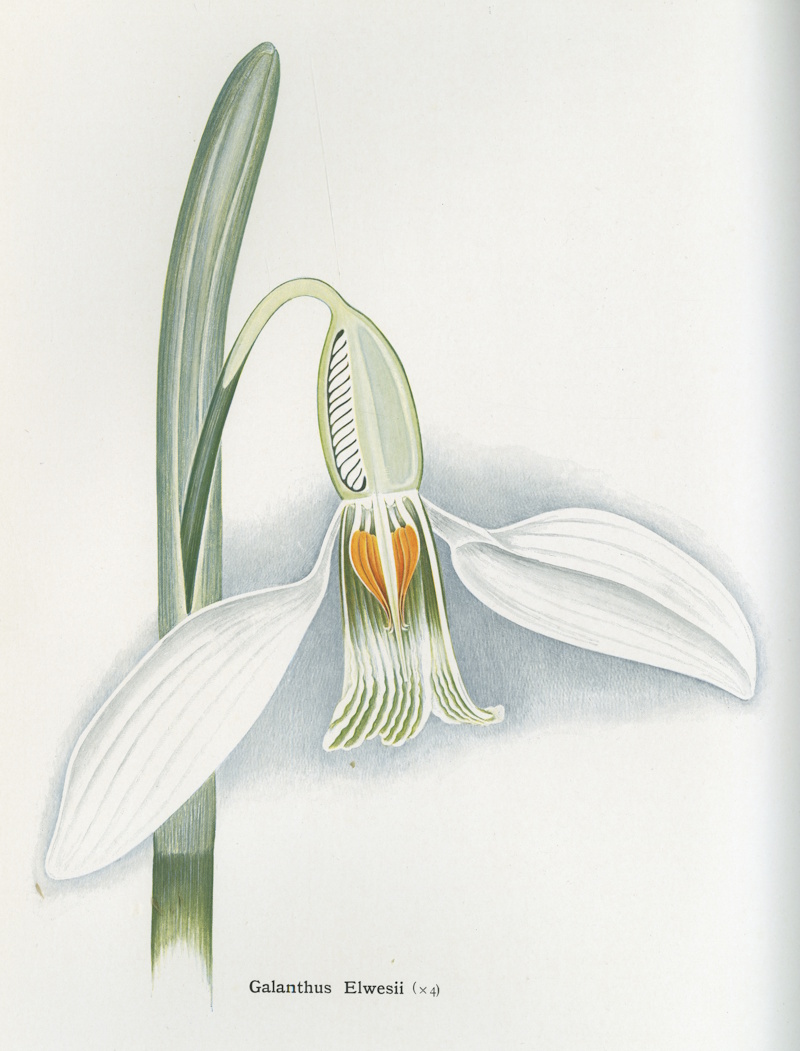 Galanthus elwesii by Arthur Harry Church, 1908