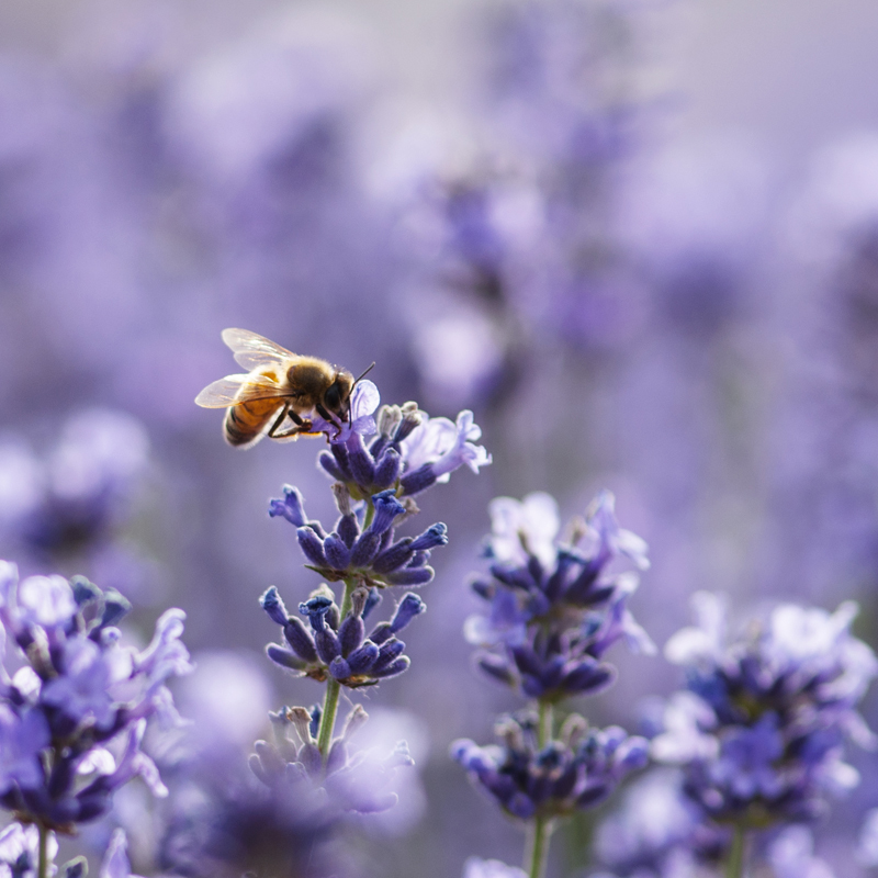 Bee in lavender field