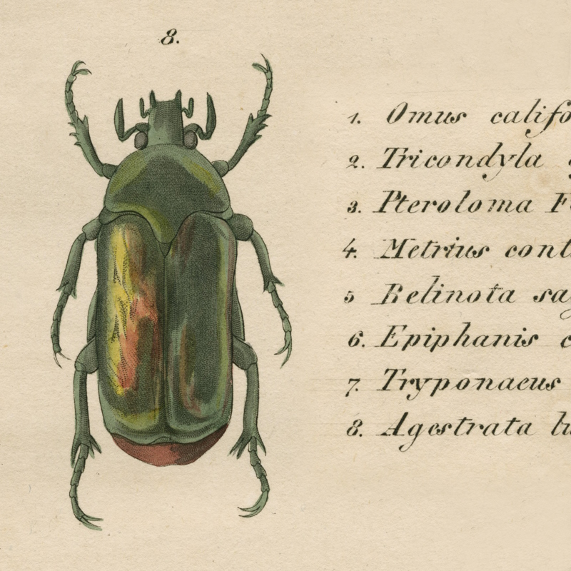 Illustration of an insect