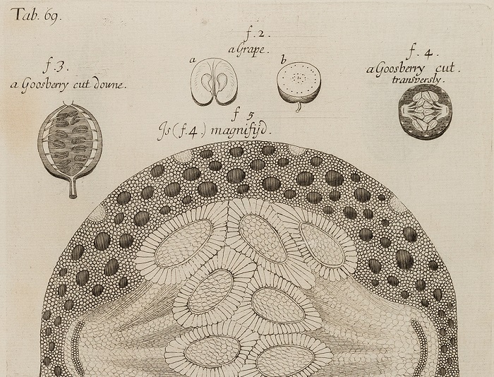 Botany Before Linnaeus