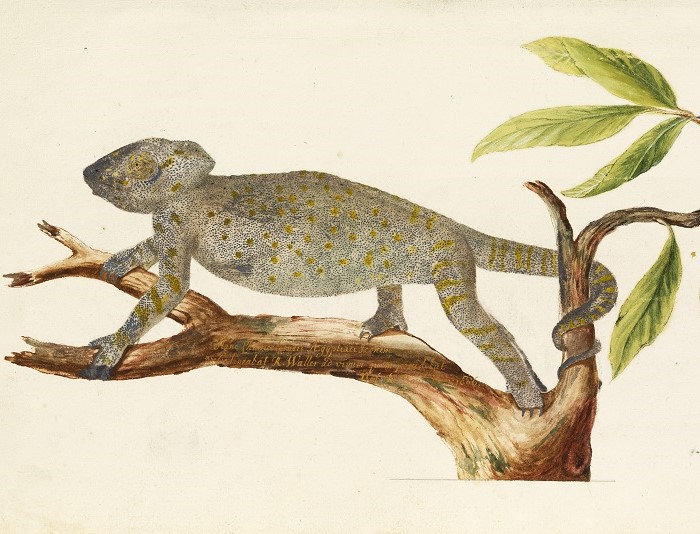 Drawing of a chameleon 