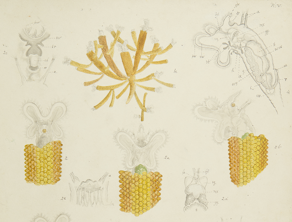 Melicérta, from 'The Drawings of the Rotifer' by Charles Thomas Hudson