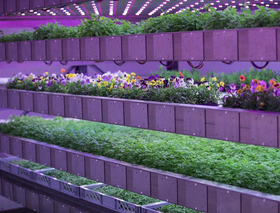 Example of a climate-controlled vertical farming system provided by Intelligent Growth Solutions.