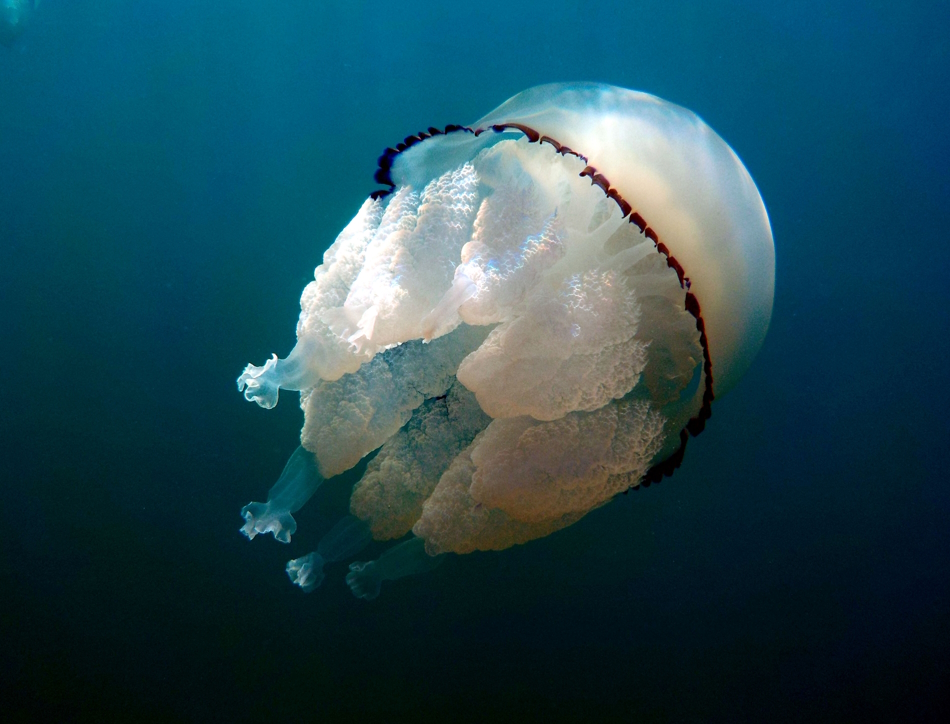 Jellagen is replacing traditionally sourced mammalian collagen with collagen sourced from jellyfish, which can be used in medical applications such as tissue engineering, regenerative medicine and cell culture.