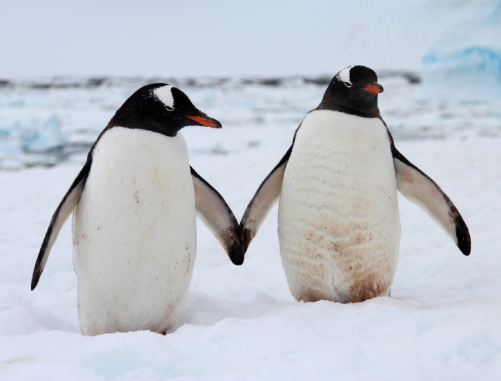 Gentoo penguins holding "hands"