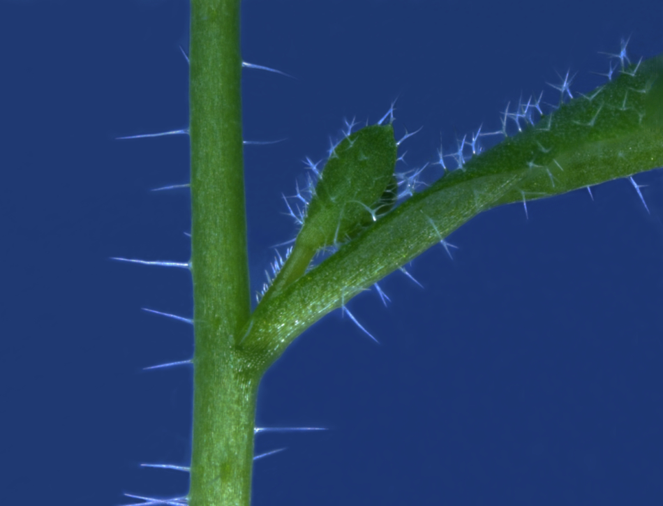 Plant stem