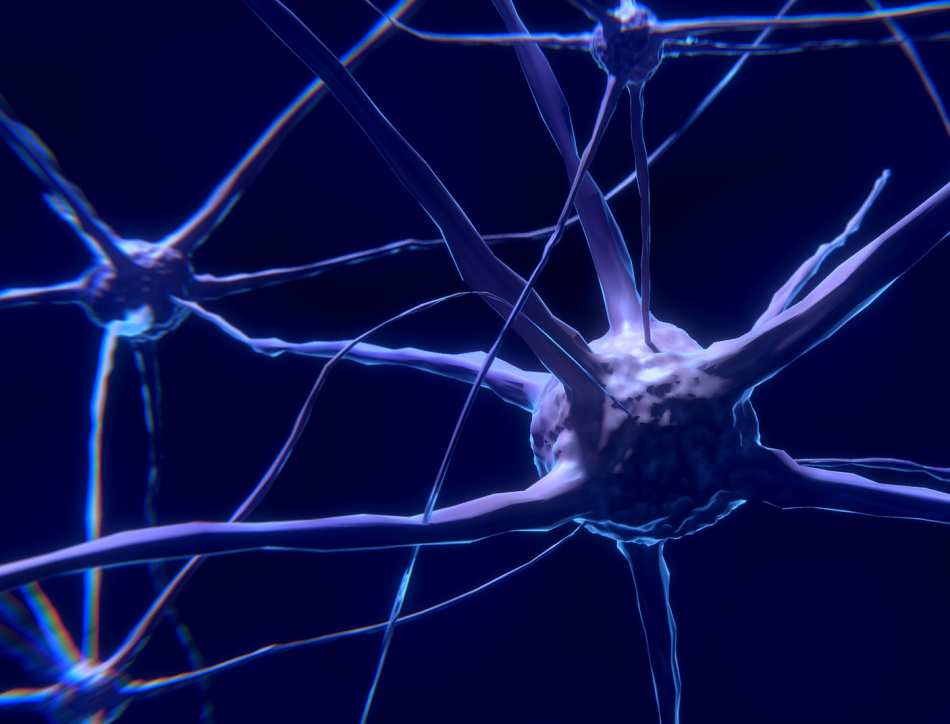 Brain neurons - Image by Colin Behrens from Pixabay