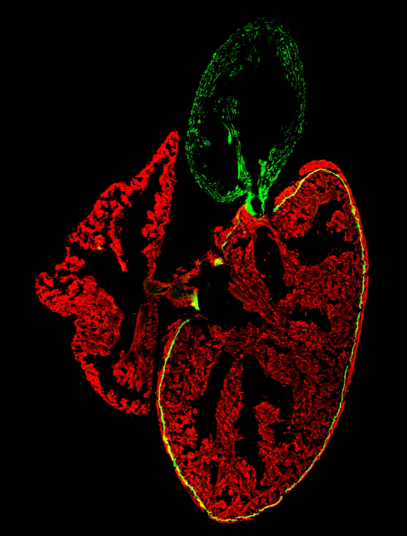 Tissue Resilience In Health And Disease | Royal Society