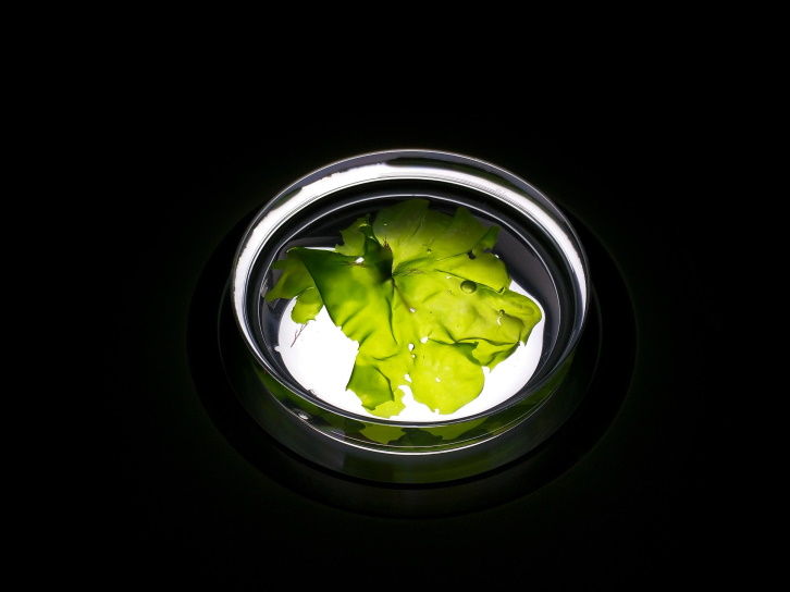 Credit: Mahasweta Saha, PML, macro image of algae 
