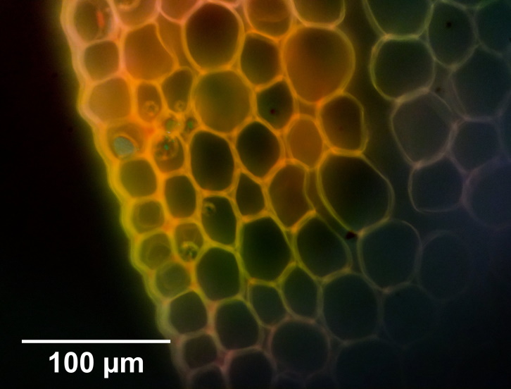 Cells under microscope