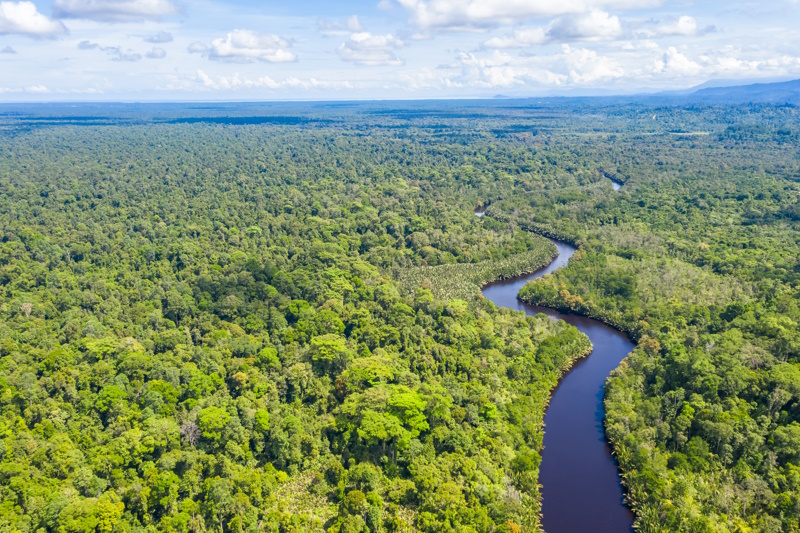 Aerial view of the Borneo rainforest