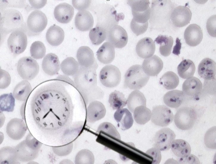 Clock in parasite magnifying glass