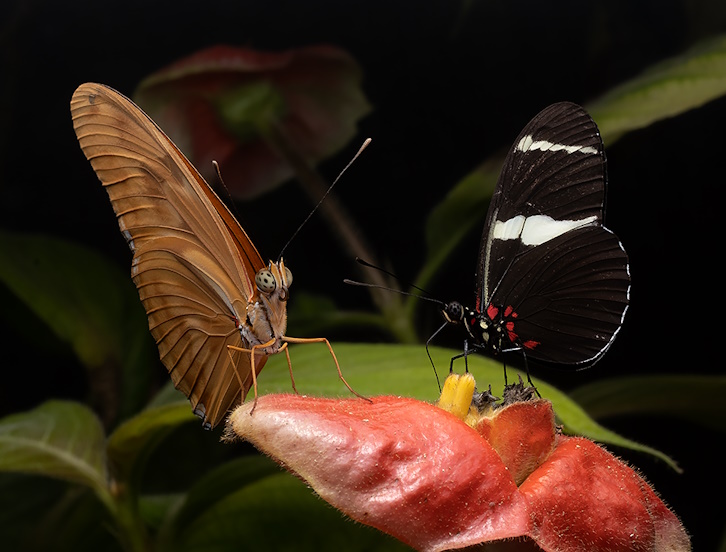 Two butterflies resting on a flower