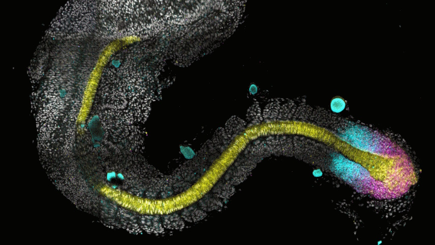 Generative biology header