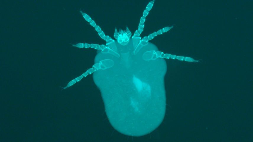 Intracellular bacteria