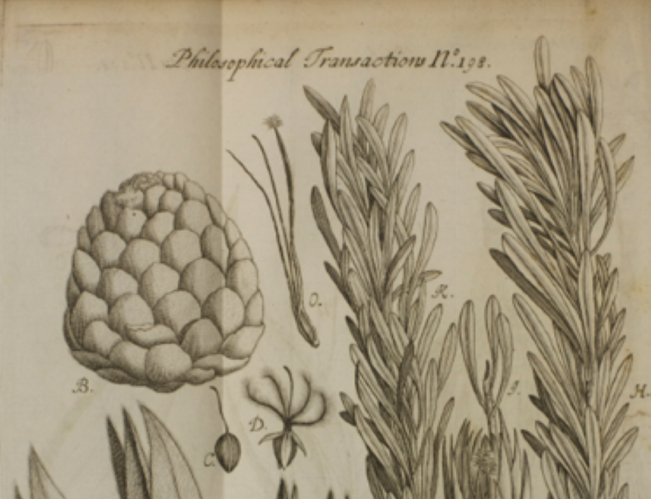 Illustration from ‘An account of two plants lately brought from the Cape of Good Hope’. Philosophical Transactions of the Royal Society, vol 17, issue 198 (1693)