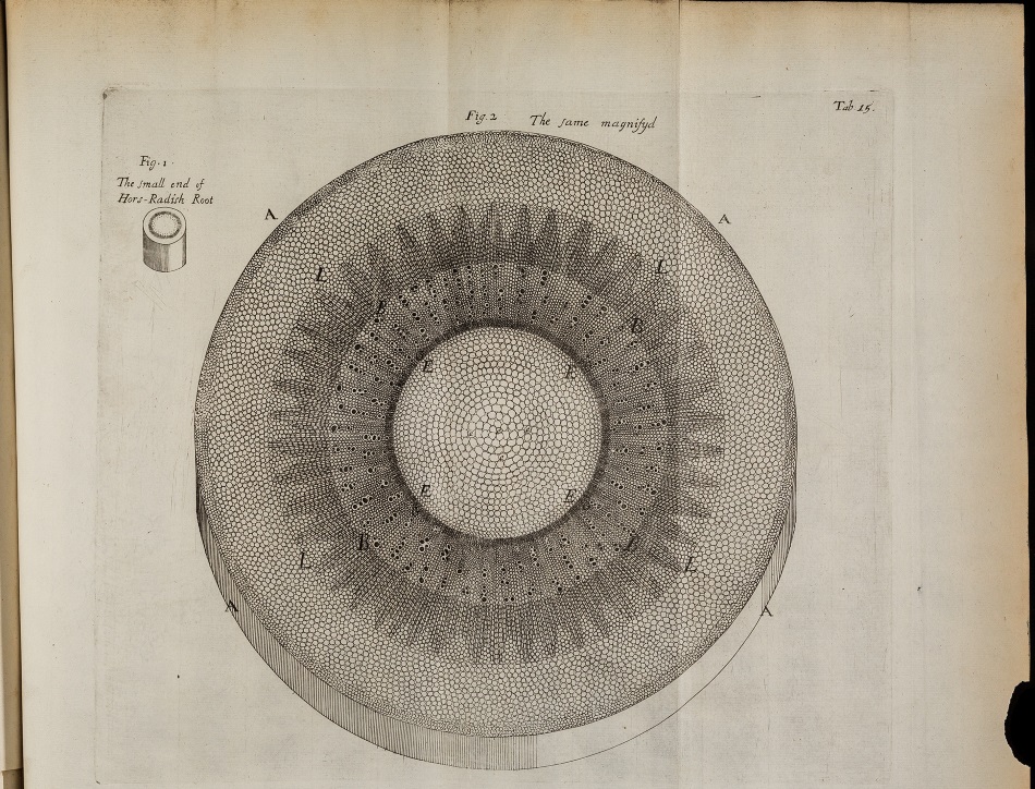 Plate from Nehemiah Grew's work The Anatomy of Plants published in 1682 shows a magnified section of a horse radish stalk.