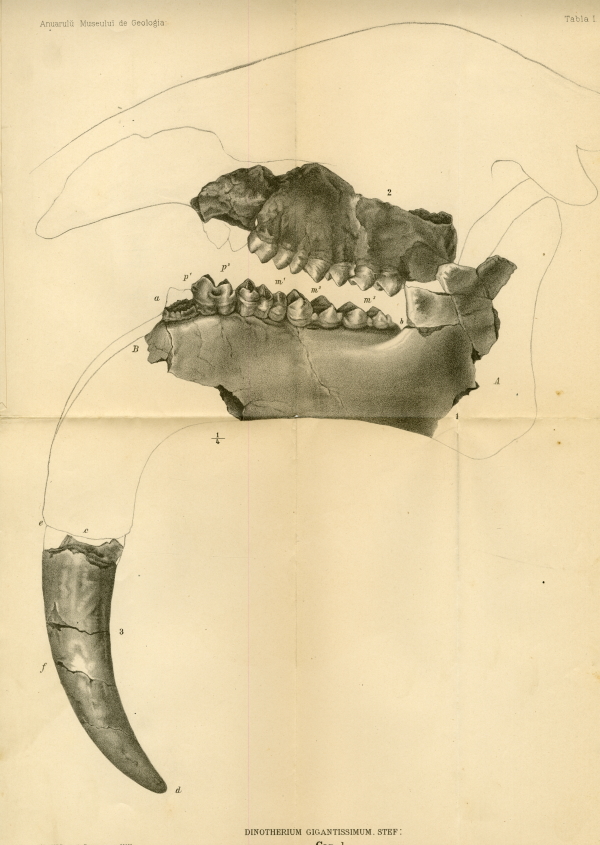 A plate reproducing the sketch made by Gregoriu Ștefănescu (1836-1911) after some locals discovered fossils of a Proboscidian Mastodon in Romania in 1889. The mammal was eventually renamed by Ștefănescu as Dinontherium Gigantissimum Stef. Anuarul Museului de Geologie și Paleontologie, 1895-1896. [Yearbook of Geology and Paleontology Museum].