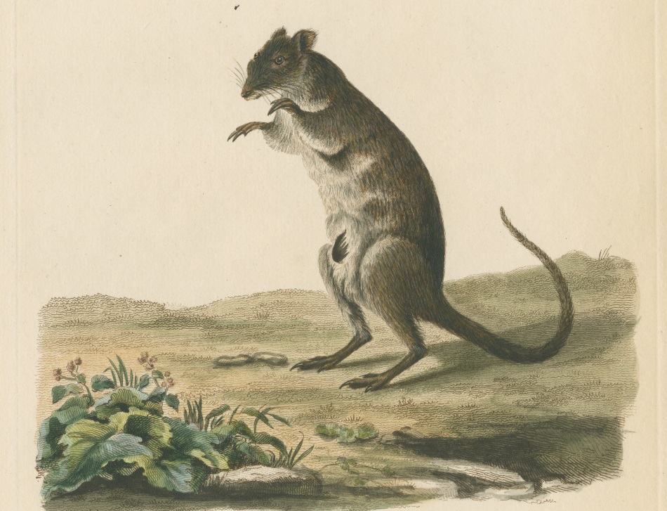 Zoological study of the Long-nosed potoroo (Potorous tridactylus) sometimes known as the rat-kangaroo, a marsupial native to Australia, by British illustrator and engraver Sarah Stone. Journal of a voyage to New South Wales by John White, 1790.