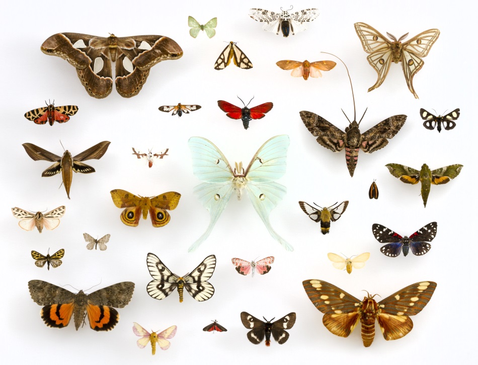 Butterflies from the Littlehampton Museum
