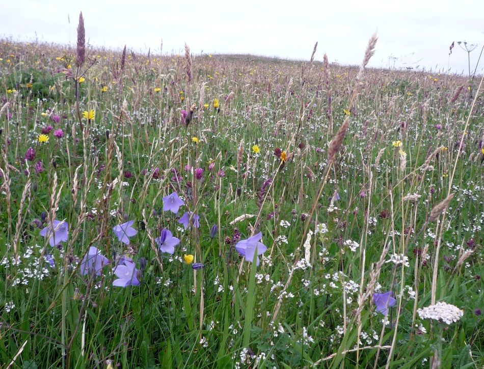 Taigh Chearsabhagh Museum: Wildflowers on a machair. Credit: Jon Thomson, CC BY 2.0.
