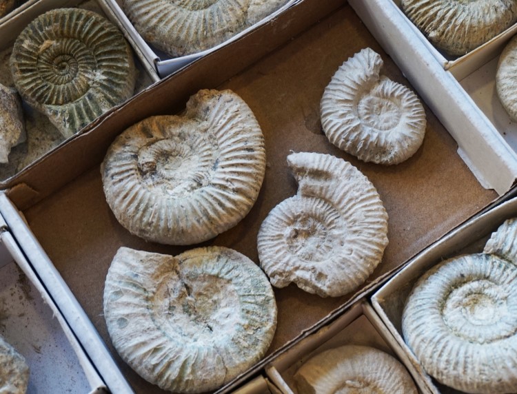 A collection of ammonite fossils
