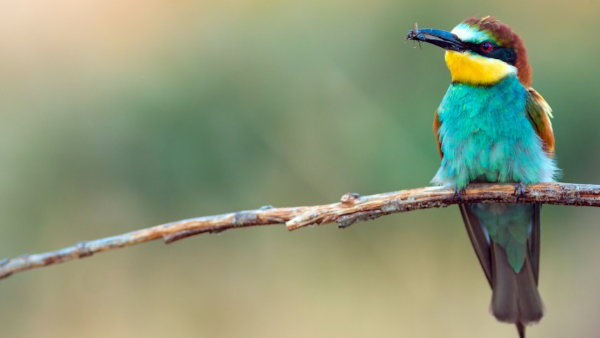 A bee-eater bird on a branch