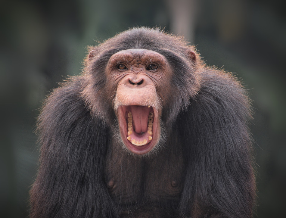 Chimpanzee with mouth open