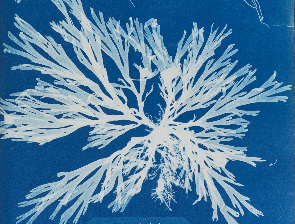 Study of marine algae Dictyota dichotoma. Blueprint from Photographs of British algae: cyanotype impressions, by Anna Atkins, volume one (London, 1843).