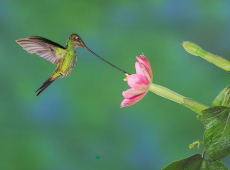 Sword-billed Hummingbird (Ensifera ensifera) by R. Nussbaumer