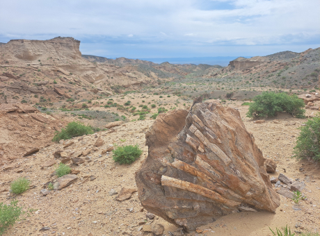 A partial rib cage of a dinosaur credit Susannah Maidment