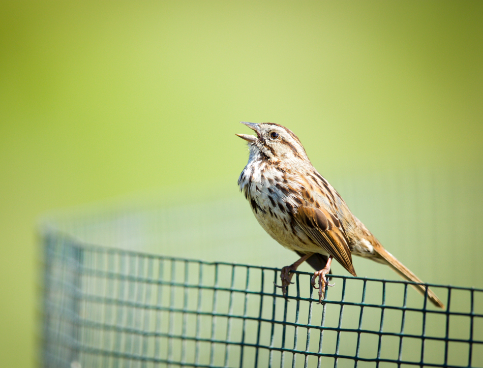 Sparrow. Credit: Kika Tuff