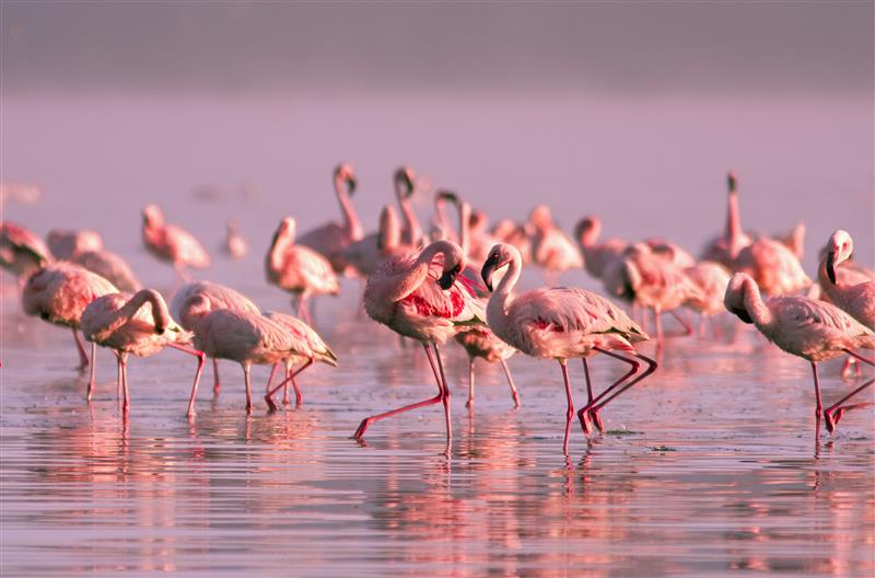 Flamingos