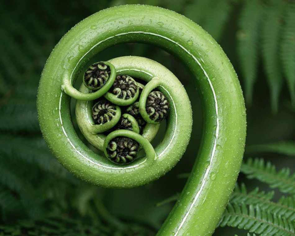 Fiddlehead fern spiral