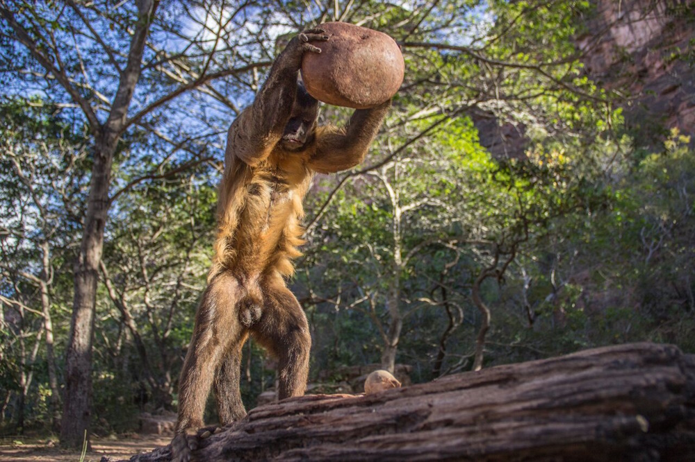 A capuchin monkey smashing a palm nut with a stone.