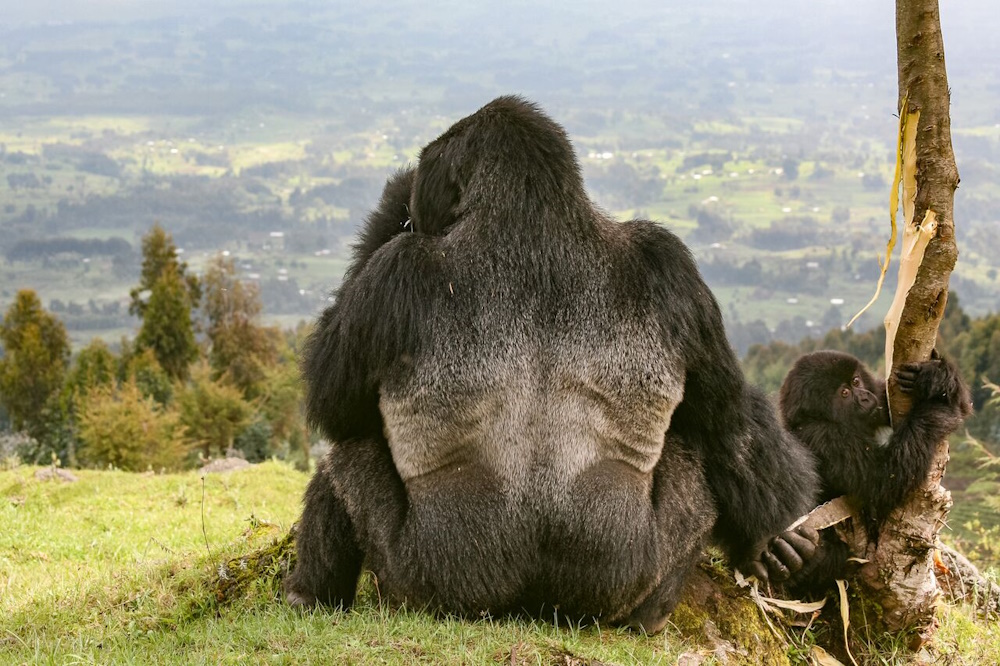 A gorilla overlooking the Rwandan landscapes.