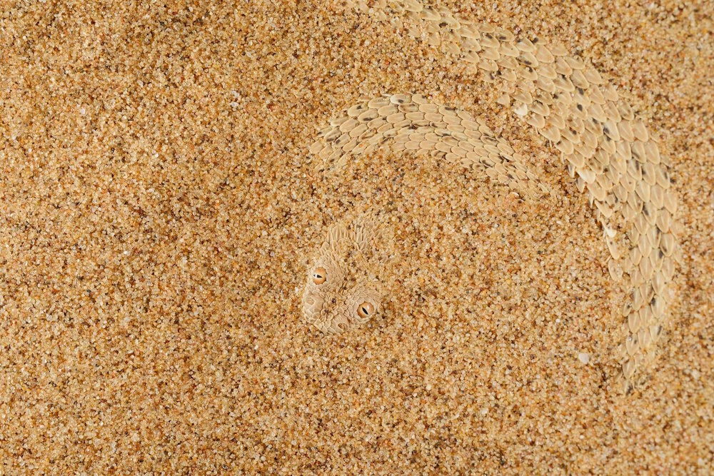 A snake camouflaged in sand.