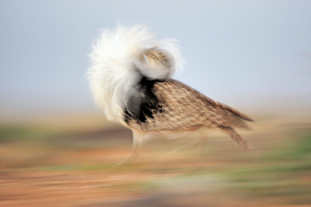 A bird in the wind.