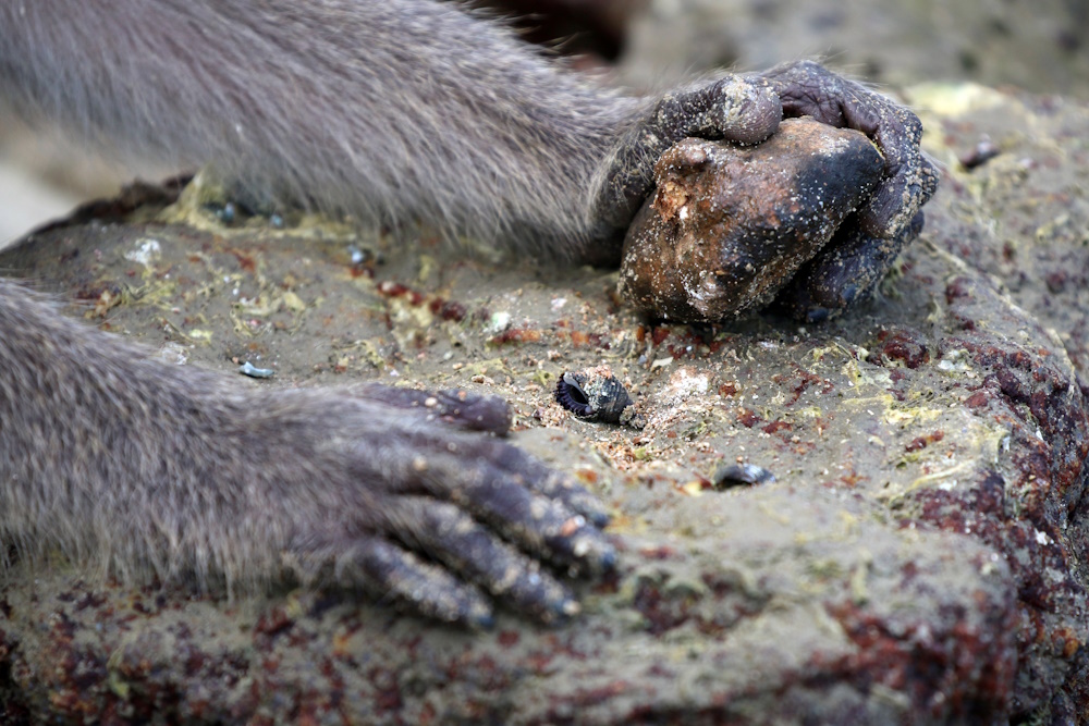 A monkey crushing a snail with a stone tool.