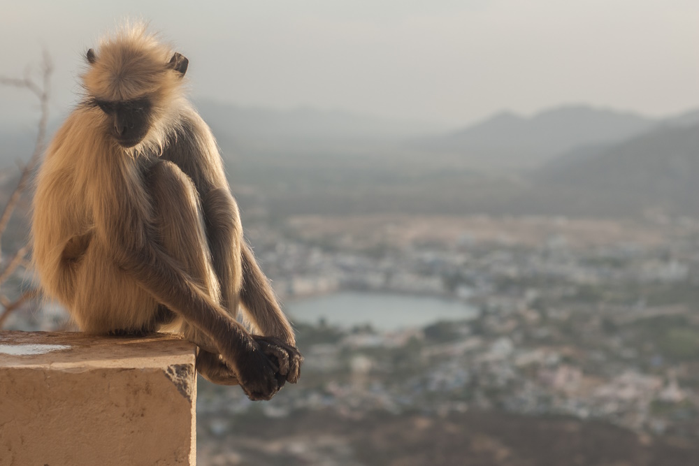 A monkey overlooking the Indian city of Pushkar.