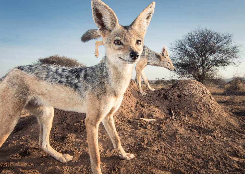 Jackals staring into the camera.