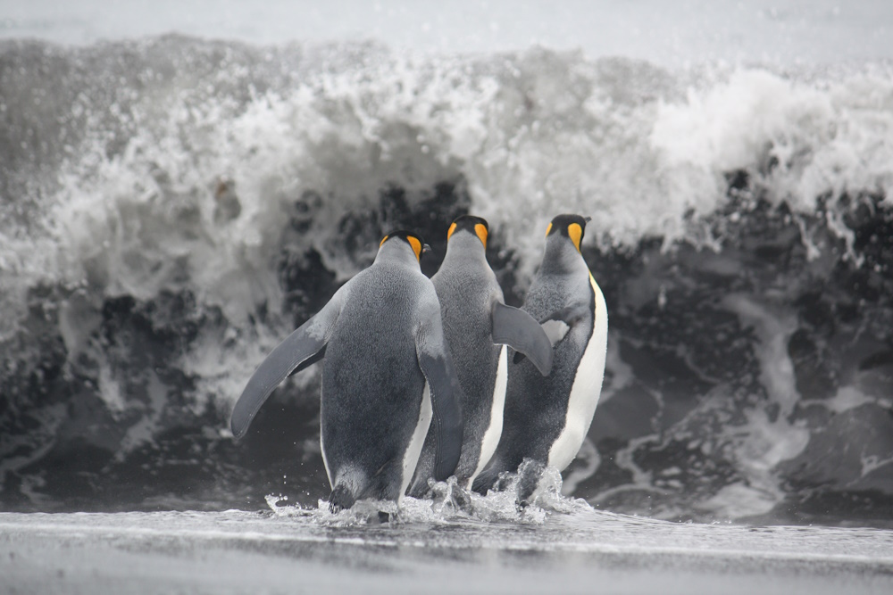 Penguins running to the sea.